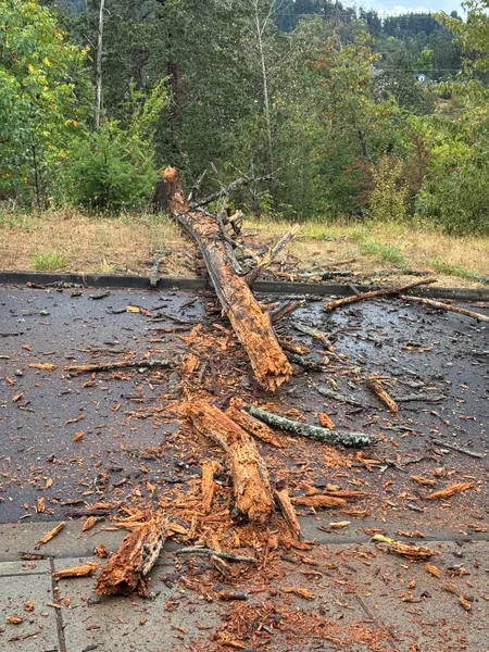 The trunk and scattered branches stretched across the wet street.