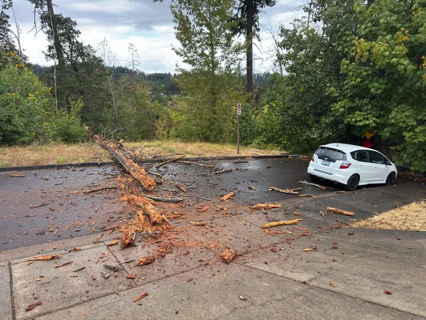 A wide view of the fallen tree crossing the street beside a parked white car.