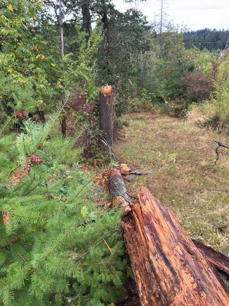 Freshly exposed wood at the break in the trunk on the slope.