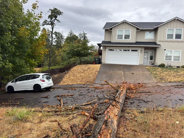 The fallen tree extending from the hillside across the road toward a house.