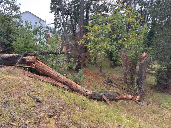 The broken tree seen from the side of the slope.