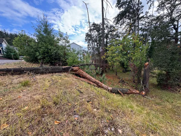 A broad side view of the trunk lying below the snapped stump.
