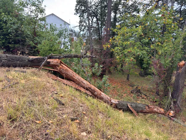 The trunk and exposed break photographed from across the grass.