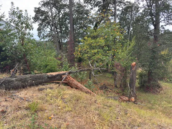 A wide view of the fallen tree and surrounding slope.