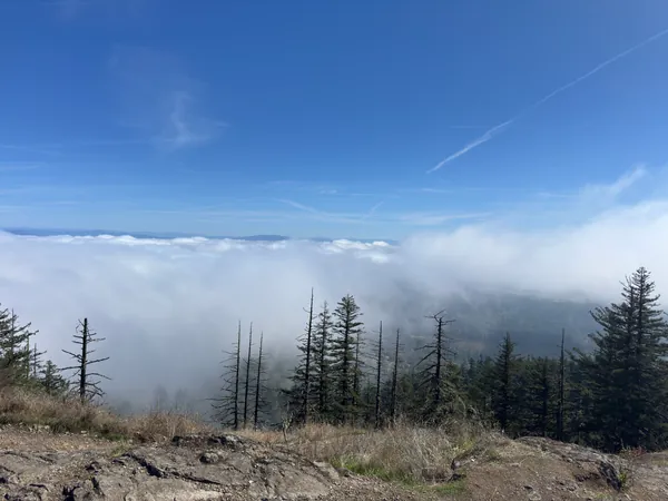 Clouds move between the trees below the overlook.