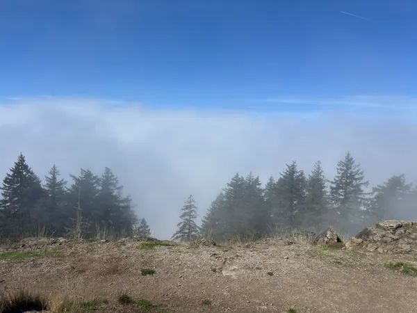 Fog drifts past the trees on the mountainside.