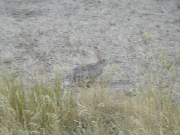 A closer view of dry grass and eroded ground.