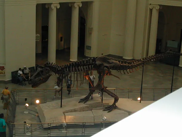 A dinosaur skeleton displayed inside a museum.