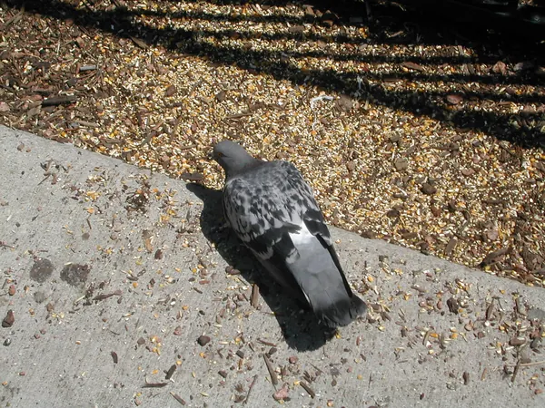A pigeon walking along the pavement.