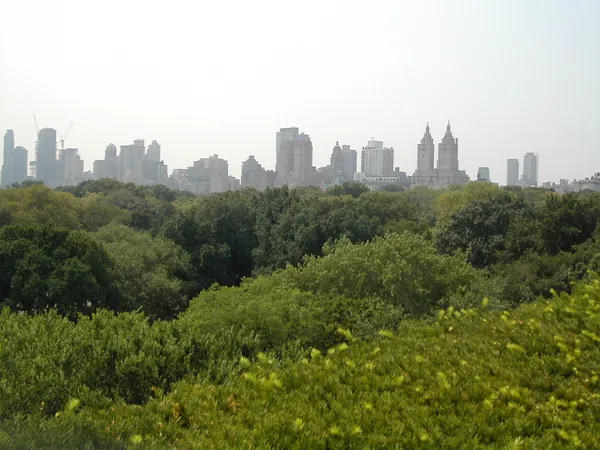 Central Park treetops with the skyline beyond.