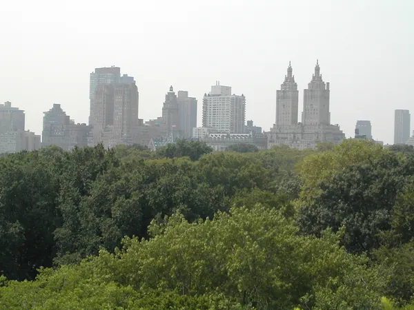 The skyline across dense summer trees.