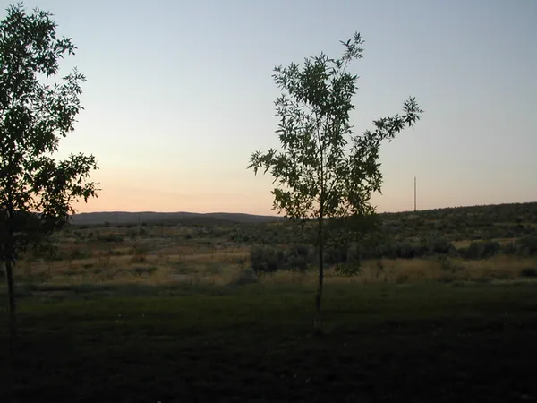 A lone tree in open country at dusk.