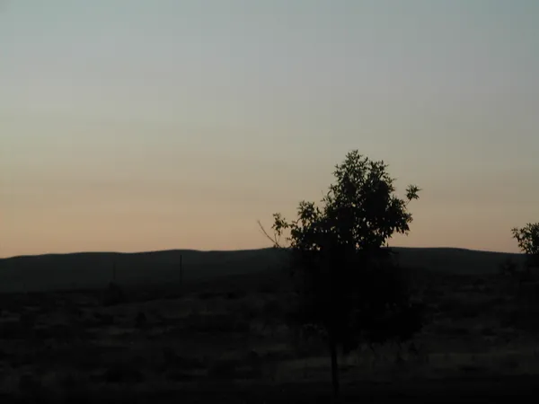 A tree silhouetted against the fading horizon.